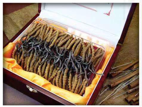 横林镇冬虫夏草回收